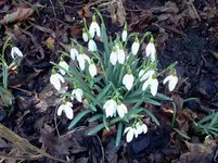garten 058.webp