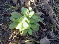 garten 062.webp