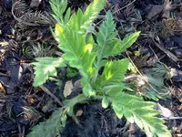 garten 061.webp