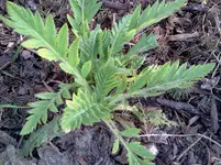 garten 086.webp
