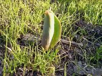 garten 096.webp