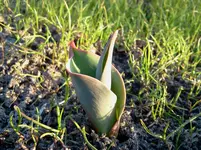 garten 097.webp