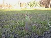 garten 087.webp