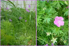 geranium.webp