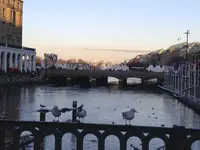 Möwe.webp