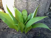 garten 117.webp