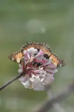 Makro15.webp