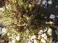 garten 121.webp