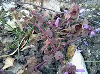 garten 118.webp