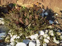 garten 122.webp