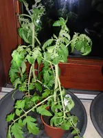 SAM_1948.webp