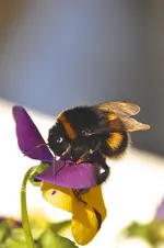 Makro5.webp