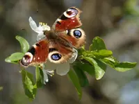 P4202775_Pfauenauge.webp