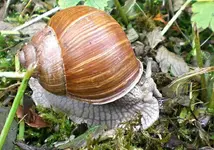 CIMG4162_Weinbergschnecke.webp