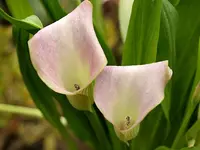 P6125473_Kalla.webp