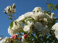 P6265952_Kletterrose.webp