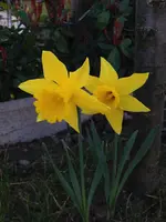 034.webp