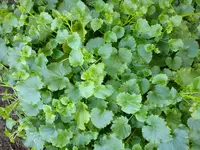 Gartenbilder Hartmann 9 001.webp