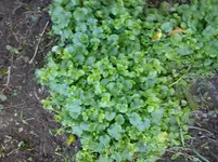 Gartenbilder Hartmann 9 004.webp