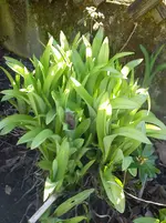 Gartenbilder Hartmann 9 011.webp