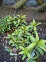 Gartenbilder Hartmann 9 019.webp