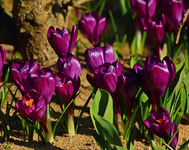 dunkel_lila Krokus2_900.webp