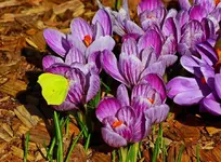 lila_weiss gestreifter Krokus mit Zitronenfalter_900.webp