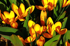 Krokus gelb_orange_800.webp