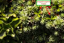 wuchern-.webp