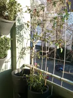 DSC_1268.webp