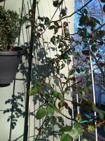 DSC_1270.webp