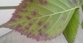 brombeereunterseite.webp