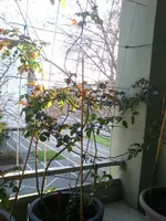 DSC_1293.jpg