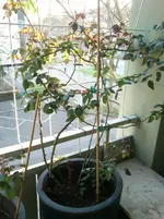 DSC_1297.webp
