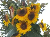 009.webp