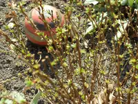 SAM_3136.webp
