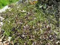 SAM_3137.webp