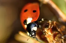 Makro10.webp