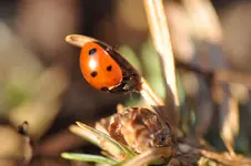 Makro7.webp