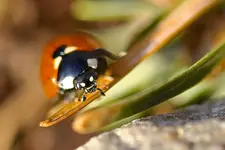 Makro12.webp