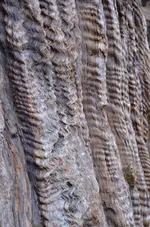 Holz23.webp