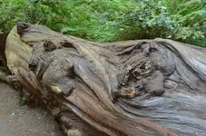 Holz26.webp