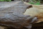 Holz25.jpg