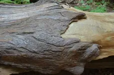Holz25.webp