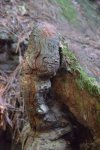 Holz24.jpg