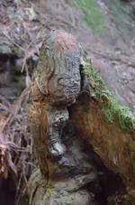Holz24.webp