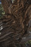 Holz22.jpg
