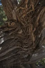 Holz22.webp