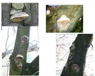 pilze.jpg pilze.jpg