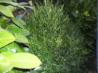 SAM_3150.webp
